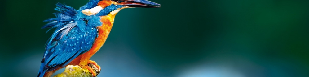 Licher Keyvisual Kingfisher