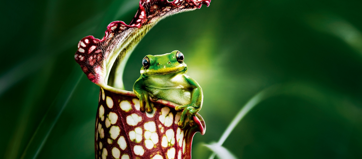 Palmengarten Header Imagemotiv